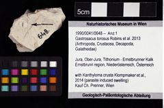 Foto (Objket + Etiketten) von Gastrosacus torosus (Robins et al., 2013) 